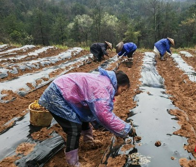 春耕忙，莓茶香——永顺高坪新篇章