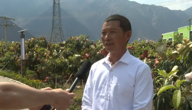永善码口：枇杷飘香，农旅共舞，打造发展新引擎