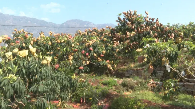 永善码口：枇杷飘香，农旅共舞，打造发展新引擎