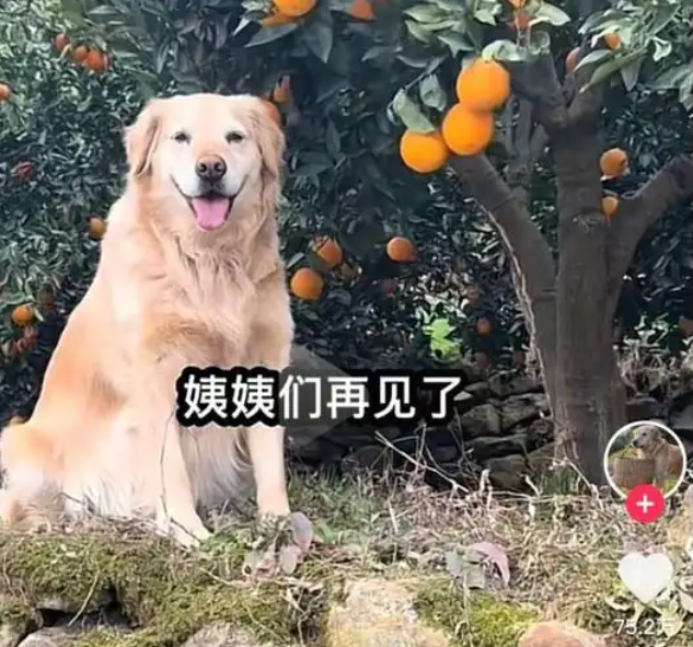 街角果摊的告别：毛毛果，我们不说再见（却再也见不到）